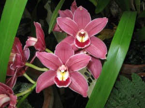 Flower conservatory at GG Park 1
