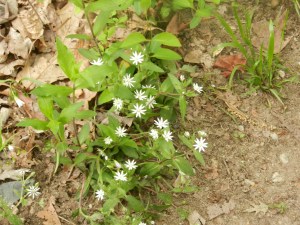 Great Falls NP Chickweed