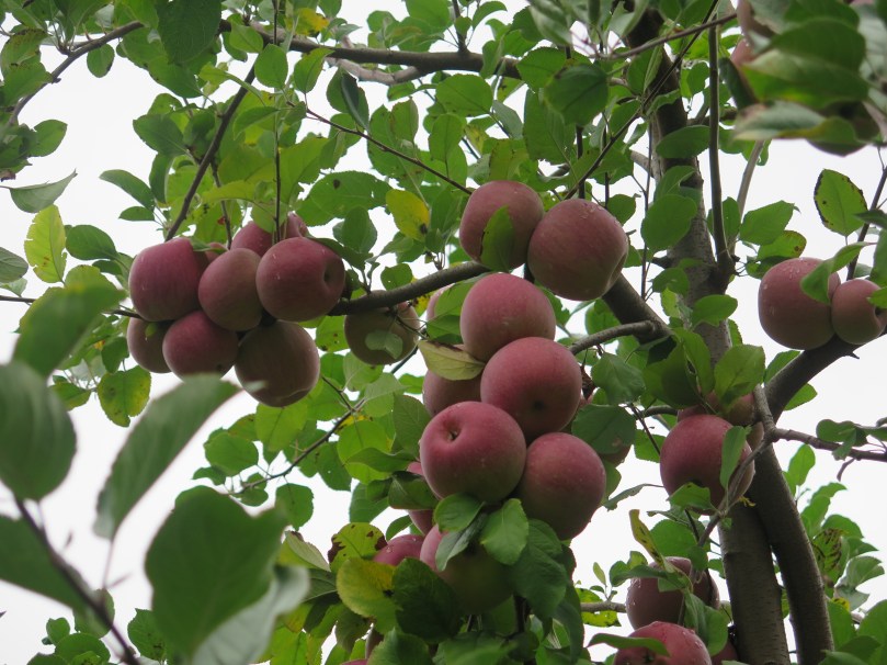 New Jersey apple picking (7)